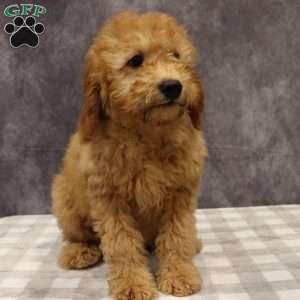 Molly, Mini Goldendoodle Puppy
